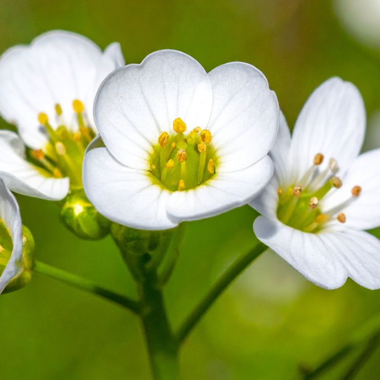 Wiesenschaumkrautöl
