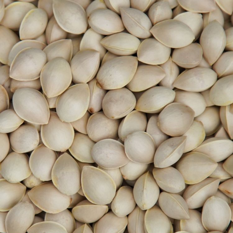 Kalahari Melonenkernöl