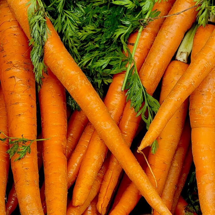 Karotten-CO₂-Extrakt